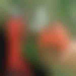 Elektromos metszőolló | WHIZZPRUNER