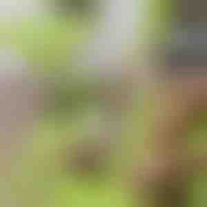 Vágódeszka levehető edénnyel 2 az 1-ben | CHOPPINATA