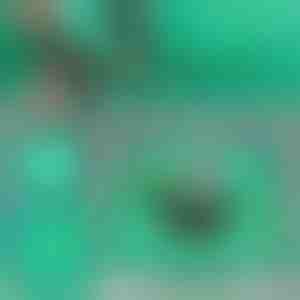 Szőnyeg növények átültetésének | FLORAMAT