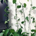 LEAFCLIP
