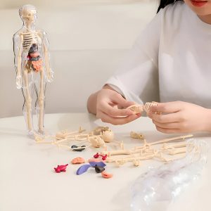 Emberi anatómiai modell - 16 kivehető szerv és csont | FLESHTOPIA
