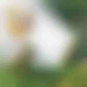 Többfejes locsolócső | SPRAYMASTER